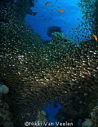 Thousands of glassfish taken at Marsa Bareika, Ras Mohame... by Nikki Van Veelen 